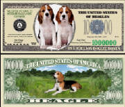 BeagleDogBillTJ6.jpg