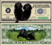 BlackLabDogBillTJ6.jpg