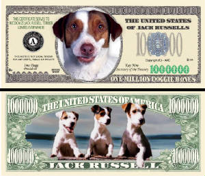 JackRussellsDogBillTJ6.jpg