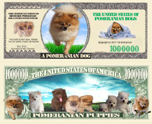 Pomeranian_Dog_Final.jpg