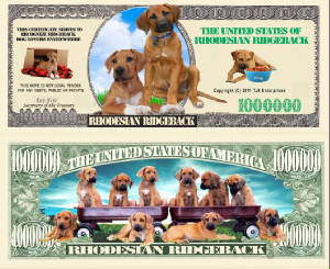 RhodesianRidgebackDogBillTJ6.jpg