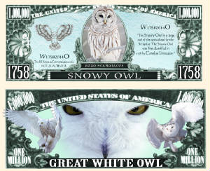 WhiteOwlFull.jpg